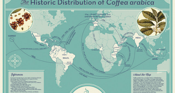 Arabica e Robusta: quali differenze tra le due miscele di caffè?